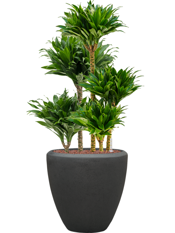 Dracaena fragrans 'Compacta' in Baq Polystone Plain (111) inkl. Gefäß