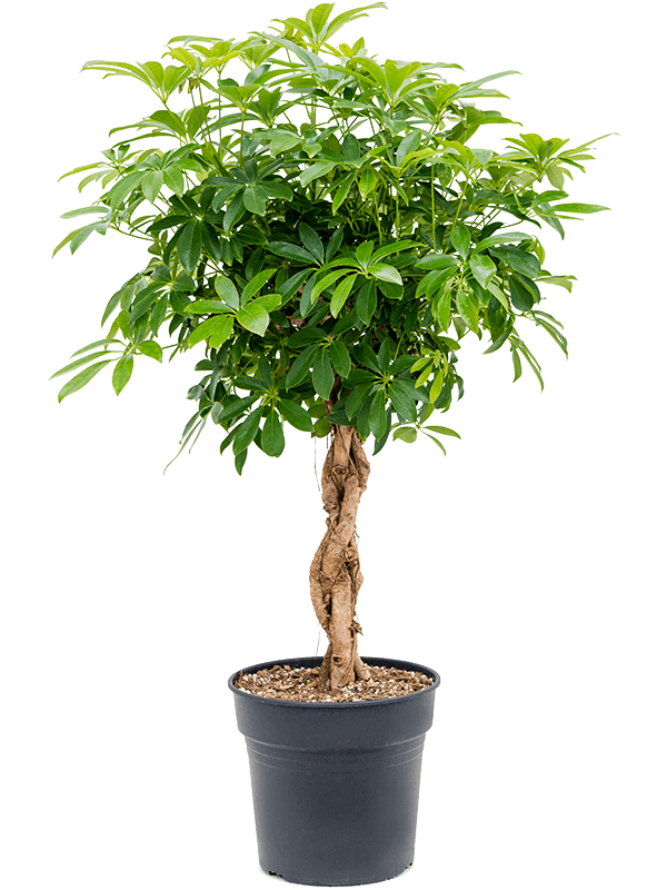 Schefflera arboricola 'Compacta' (Erde 125)