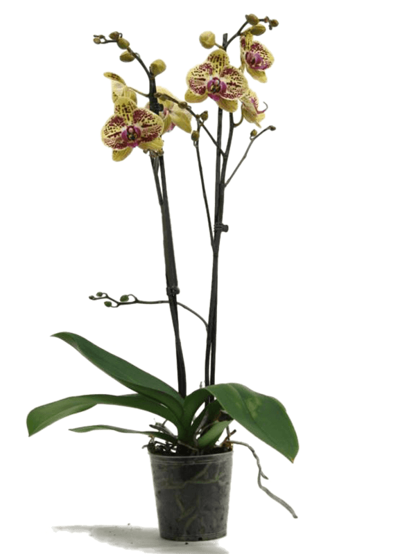 Phalaenopsis 'Mariola' 10/tray (Erde 60)