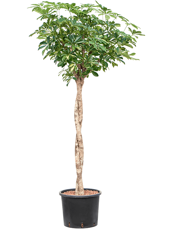 Schefflera arboricola 'Gold Capella' (Hydro 150)