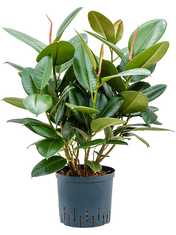 Ficus elastica 'Robusta' (Hydro 75)