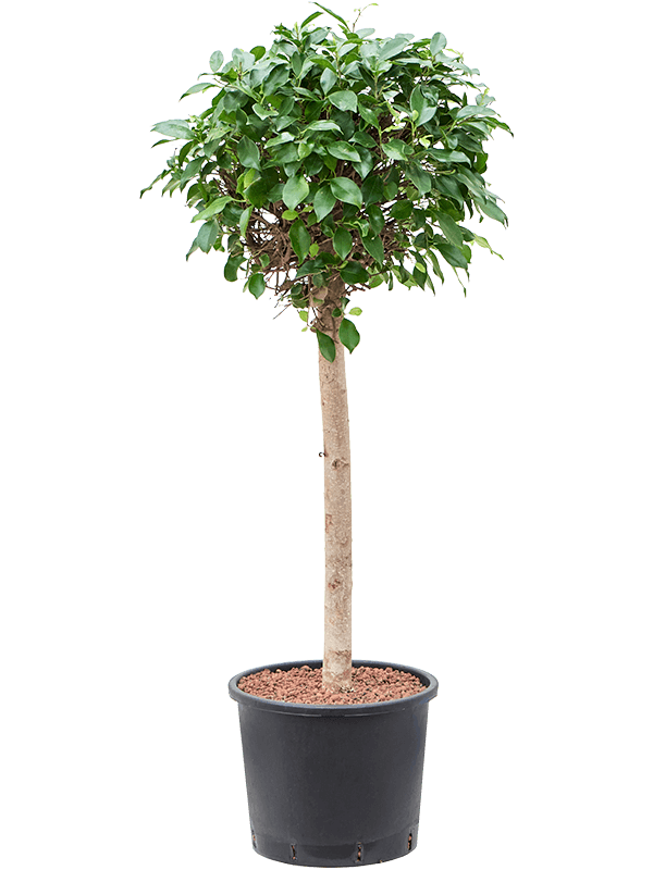 Ficus microcarpa ‘Nitida’ (Hydro 140)