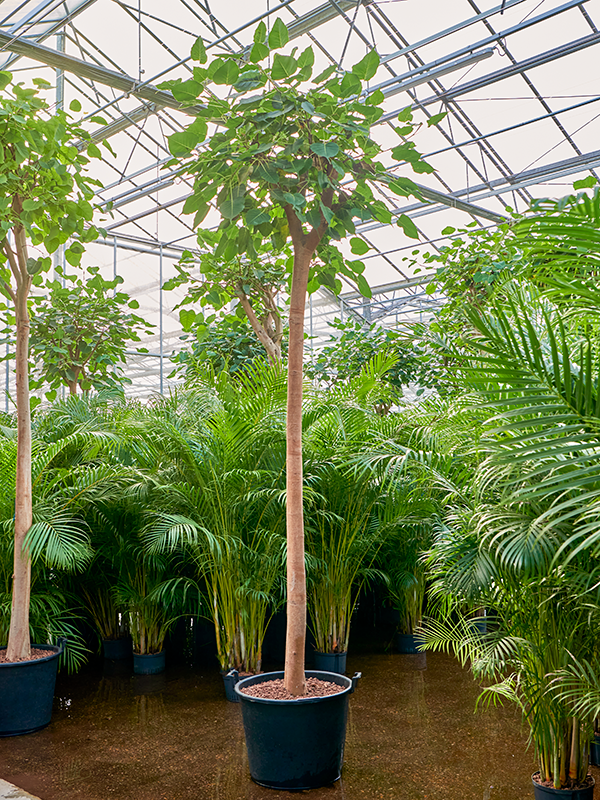 Ficus religiosa (Hydro 450)