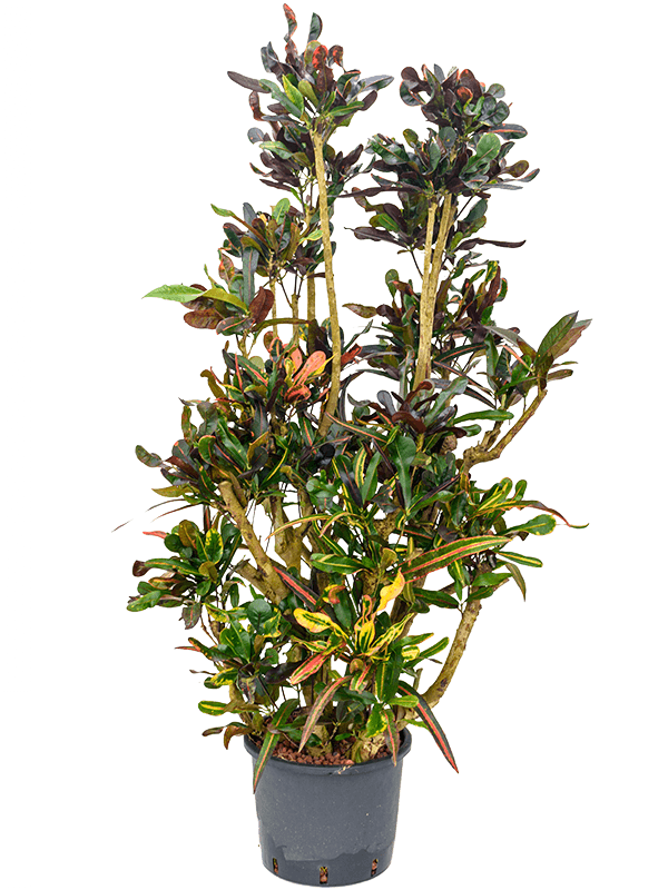 Croton (Codiaeum) variegatum 'Mammi' (Hydro 150)