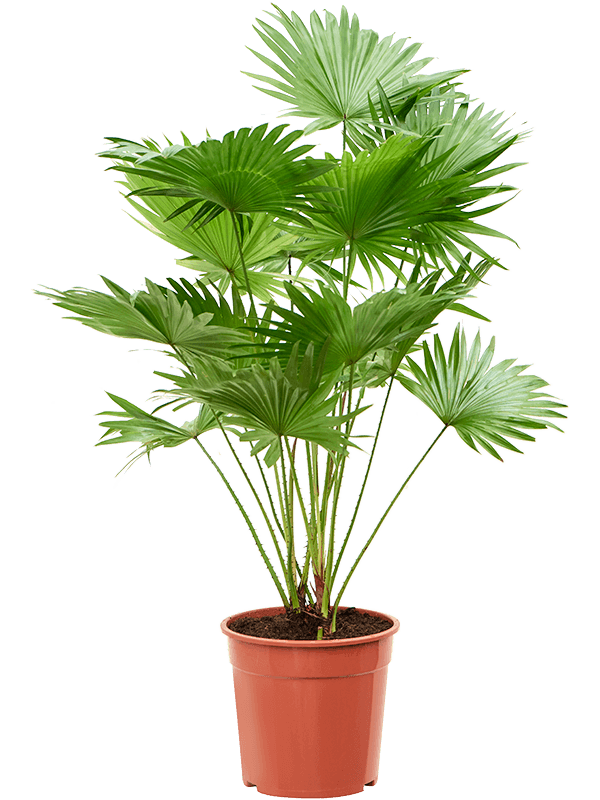 Livistonia rotundifolia (2pp) (Erde 105)