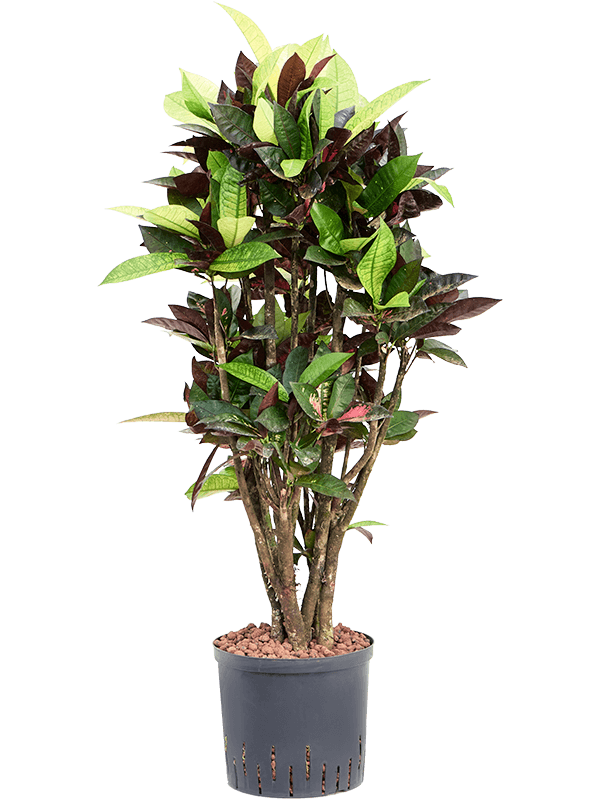 Croton (Codiaeum) variegatum 'Mrs. Iceton' (Hydro 100)