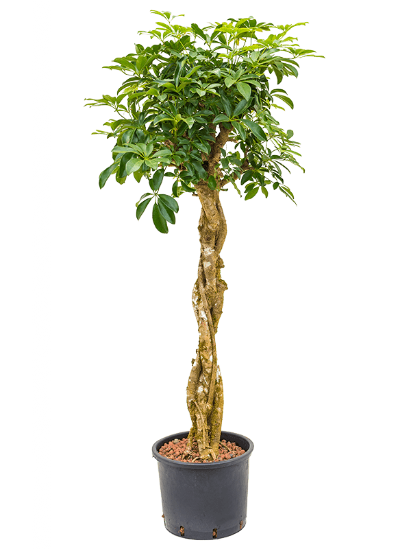 Schefflera arboricola 'Compacta' (Hydro 150)
