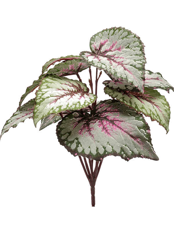 Begonia (25)