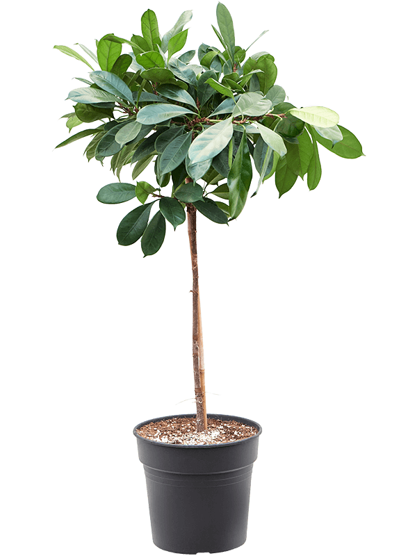 Ficus cyathistipula (Erde 150)
