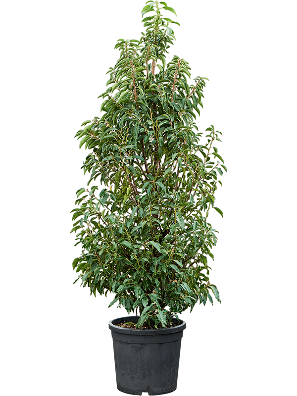Prunus lusitanica 'Angustifolia' (Erde 180)
