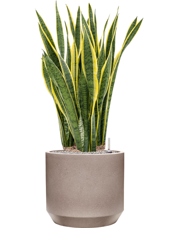 Sansevieria trifasciata 'Laurentii' in Rotunda Urban (115) inkl. Gefäß