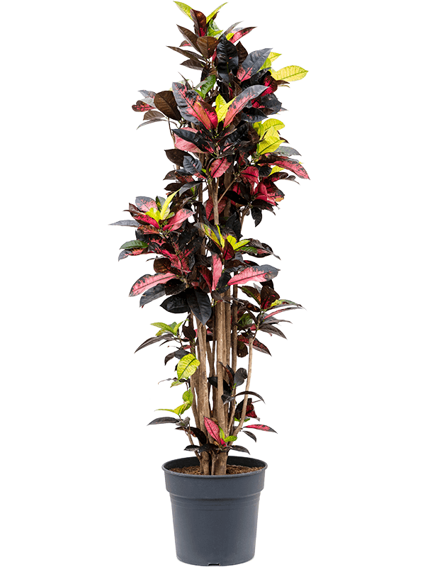 Croton (Codiaeum) variegatum 'Mrs. Iceton' (Erde 170)