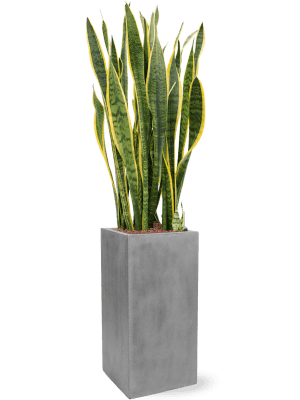 CC0012732-medium