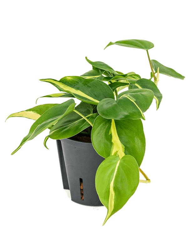 Philodendron scandens 'Brasil' (Hydro 15)