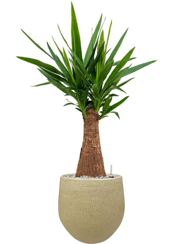 Yucca elephantipes in Ryan (89) inkl. Gefäß