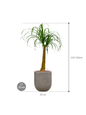 Beaucarnea recurvata in Baq Nucast (112) inkl. Gefäß