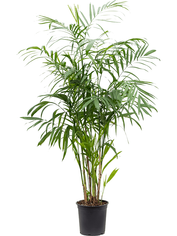Chamaedorea seifrizii (Erde 120)