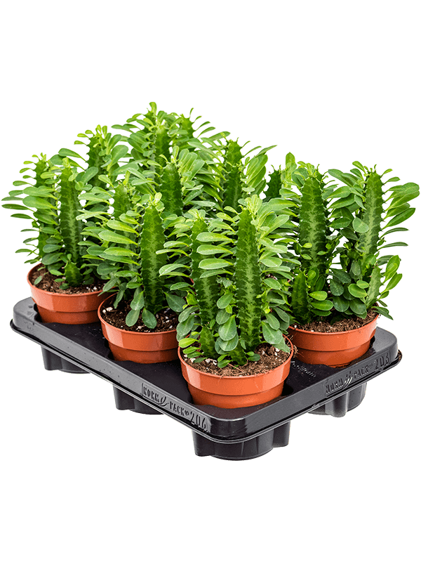 Euphorbia trigona 6/tray (Erde 20)