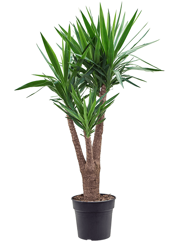 Yucca elephantipes (Erde 140)
