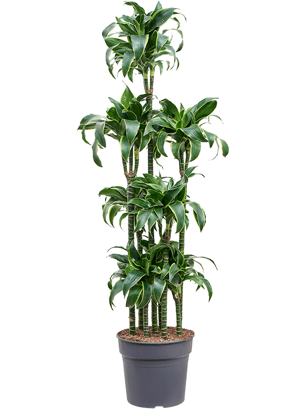 Dracaena fragrans 'Dorado' (Erde 170)
