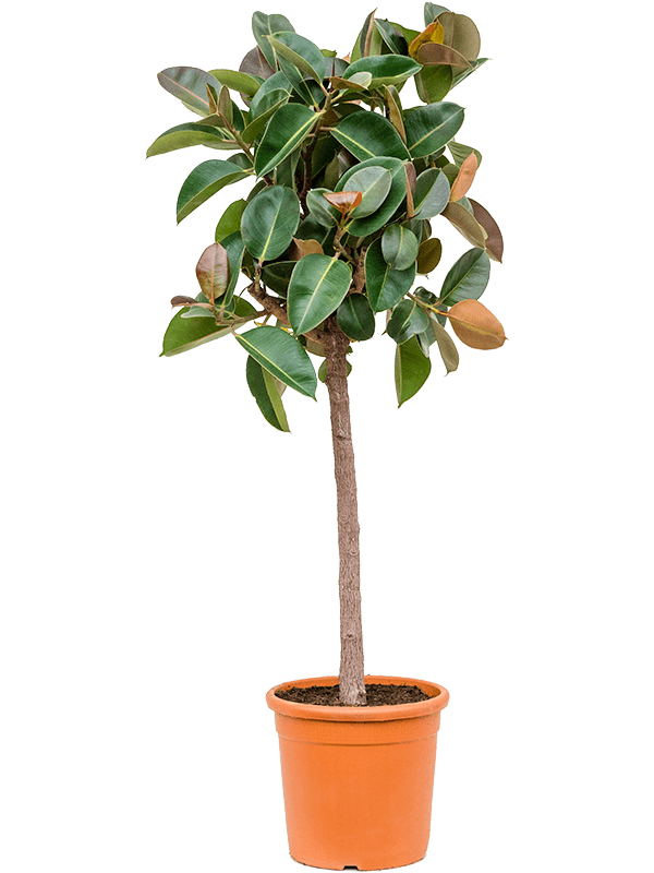 Ficus elastica 'Robusta' (Erde 140)