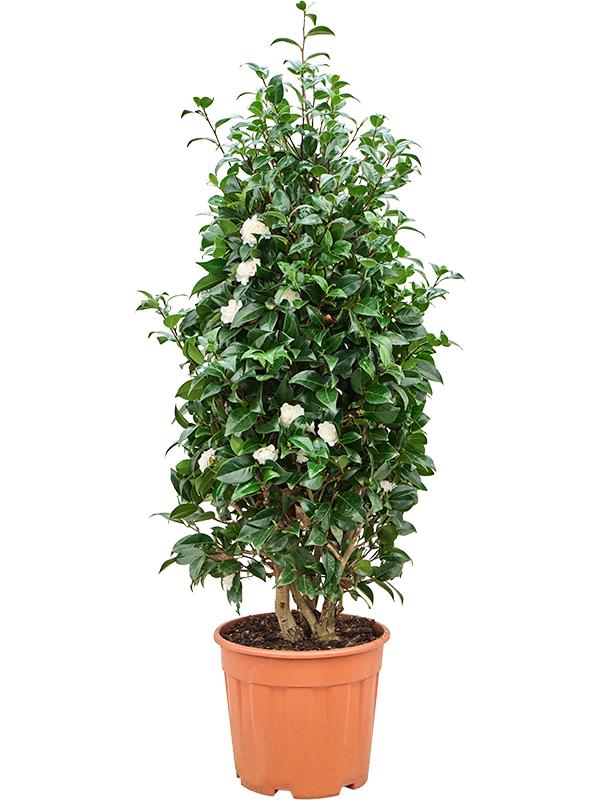 Camellia japonica (Erde 130)