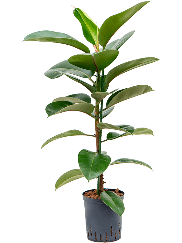 Ficus elastica 'Robusta' (Hydro 80)