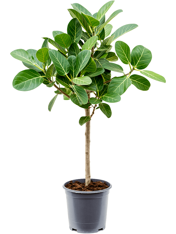 Ficus benghalensis 'Audrey' (Erde 85)