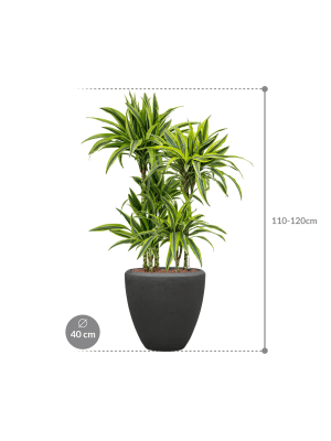 Dracaena fragrans 'Lemon Lime' in Baq Polystone Plain (114) inkl. Gefäß