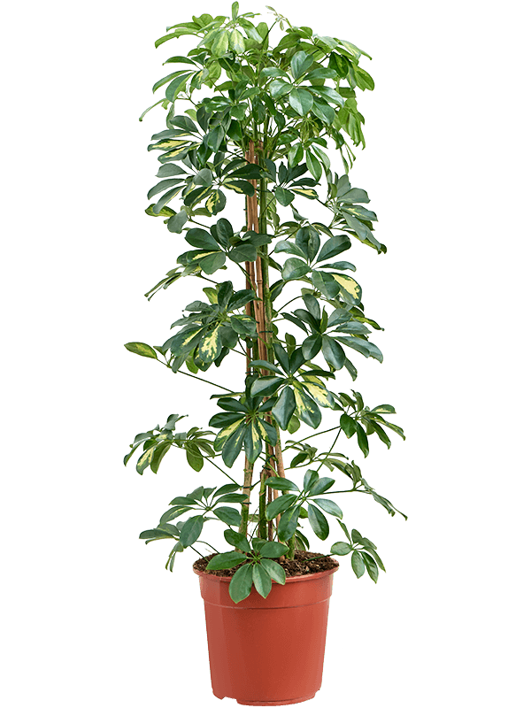 Schefflera arboricola 'Gold Capella' (Erde 135)