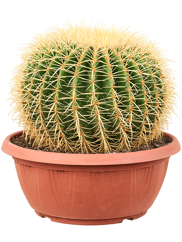 Echinocactus grusonii (Erde 55)