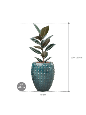 Ficus elastica 'Abidjan' in Laos (125) inkl. Gefäß