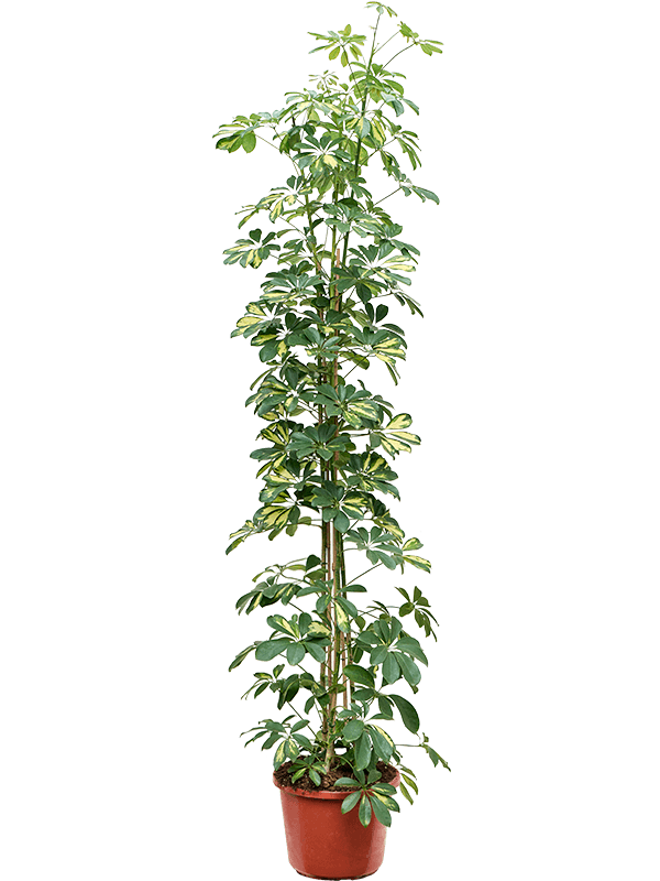 Schefflera arboricola 'Gold Capella' (Erde 190)