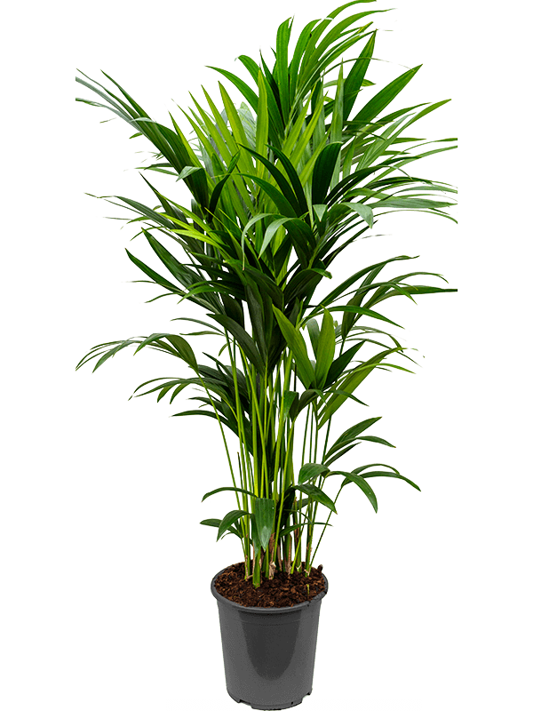 Kentia (Howea) forsteriana (Erde 150)