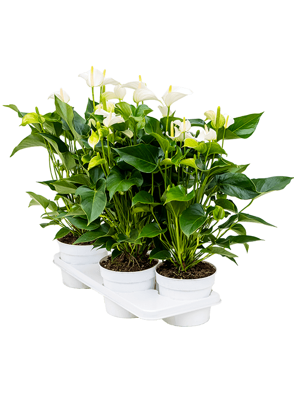 Anthurium andraeanum 'White Champion' 4/tray (Erde 55)