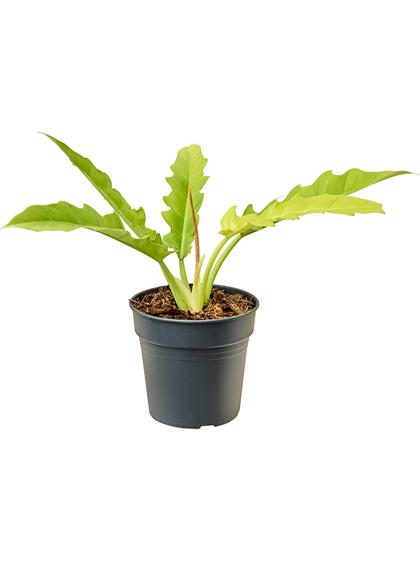 Philodendron 'Yellow Saw' (Erde 40)