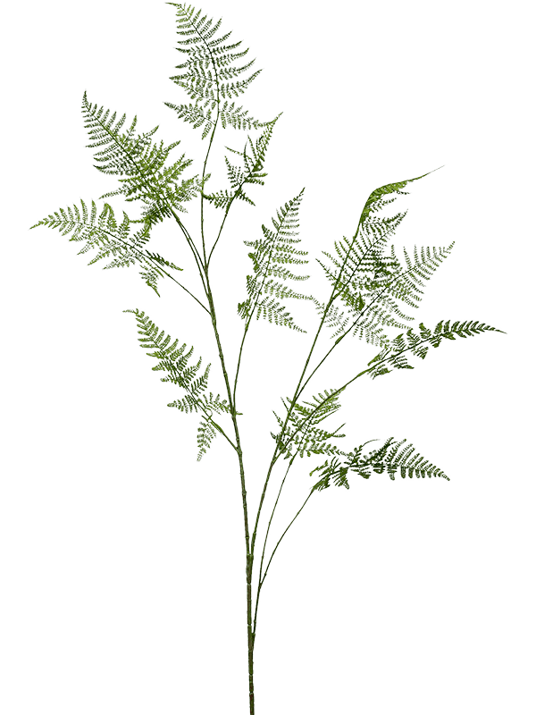 Asparagus (135)