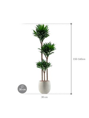 Dracaena fragrans 'Compacta' in Grigio (153) inkl. Gefäß