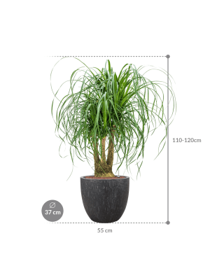 Beaucarnea recurvata in Baq Raindrop (114) inkl. Gefäß