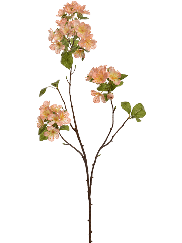 Apple Blossom (75)