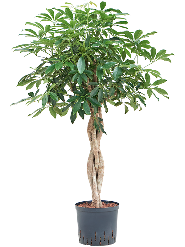 Schefflera arboricola 'Compacta' (Hydro 110)