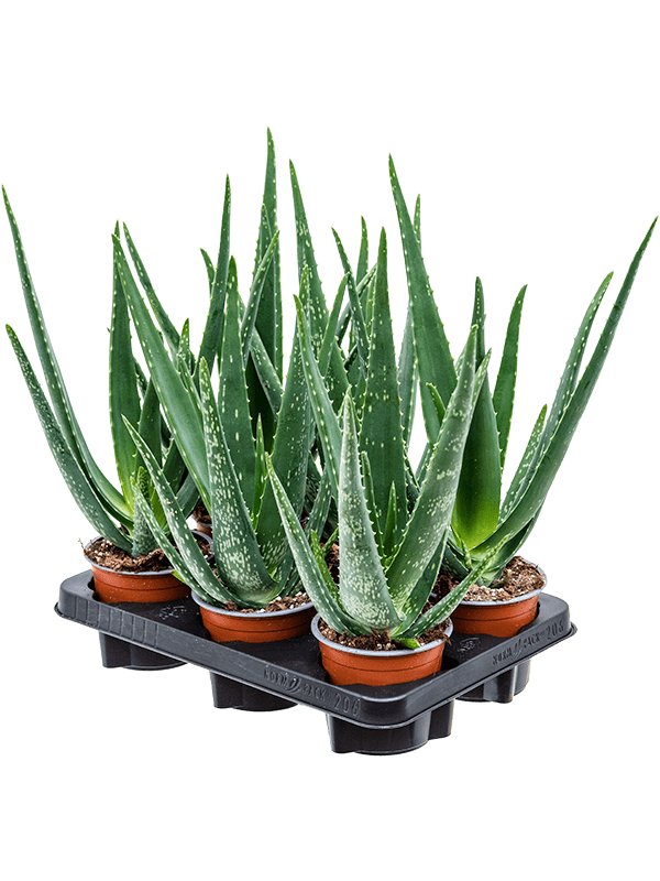 Aloe vera barbadensis 6/tray (Erde 35)
