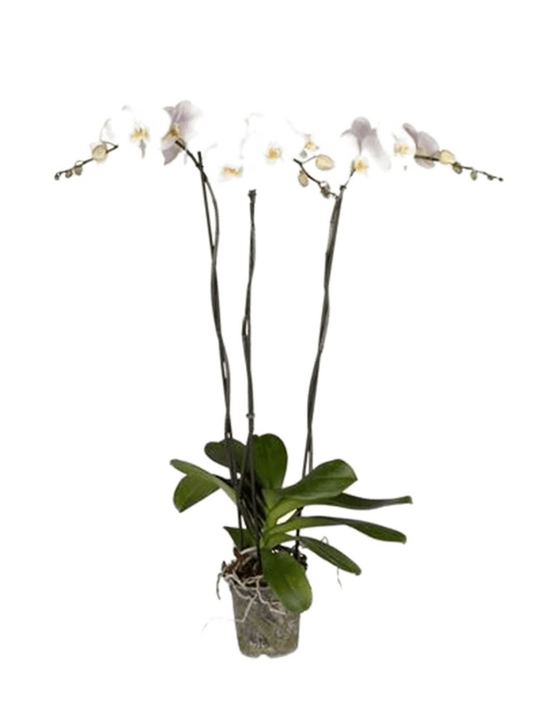 Phalaenopsis 'Tsarine' 4/tray (Erde 80)