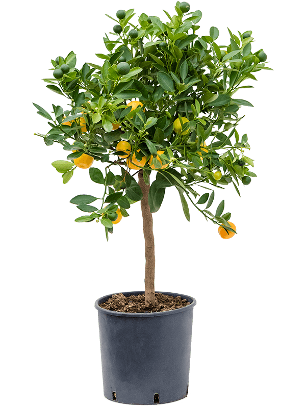 Citrus (Citrofortunella) calamondin (Erde 60)