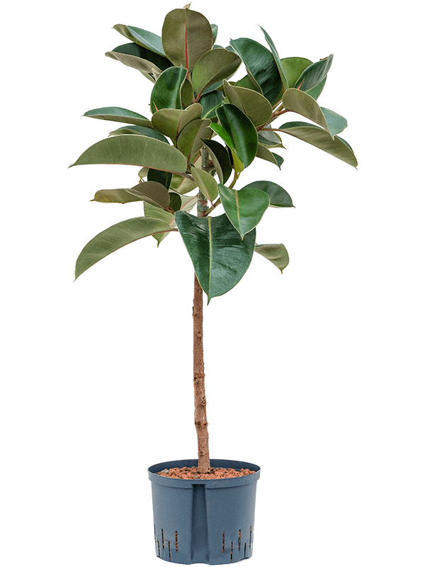 Ficus elastica 'Robusta' (Hydro 125)