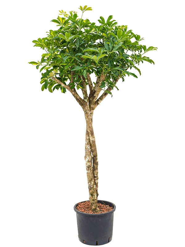 1SCGCTW20