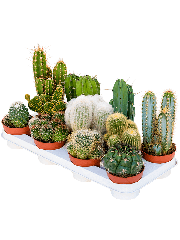 Cactus mix 11/tray (Erde 25)