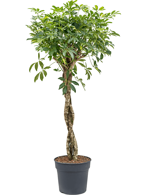 Schefflera arboricola 'Gold Capella' (Erde 150)