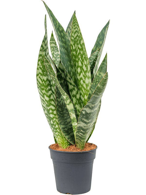 Sansevieria aubrytiana (Erde 60)