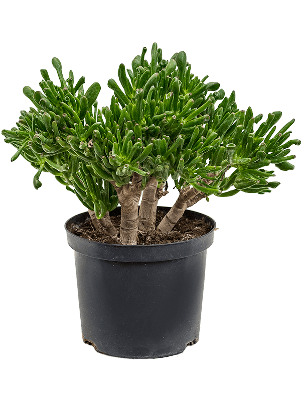 Crassula ovata 'Horntree' (Erde 50)